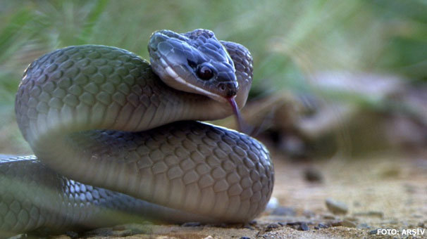 Ormanda gördüğü yılanı sevmek istedi ama...