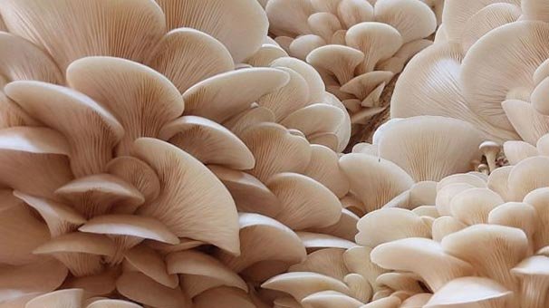 Ormandan yediği mantarlar hastanelik etti