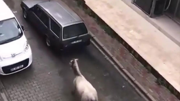 Otomobilinin arkasına atı bağlayan sürücüye 102 TL ceza