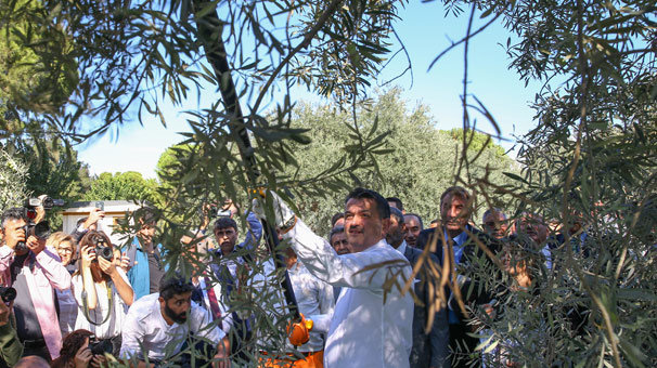 Pakdemirli: Zeytinde daha hızlı büyümemiz lazım