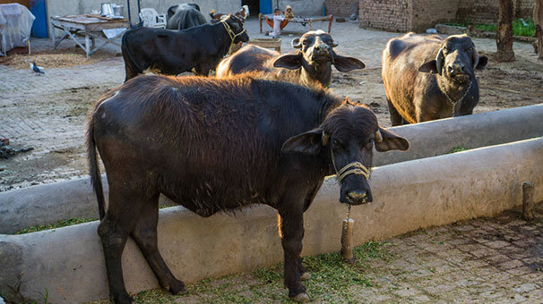 Pakistan hükümeti eski Başbakan Navaz Şerif'in mandalarını sattı