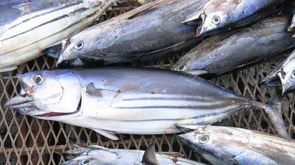 Palamut azaldı, tüketiciler lakerdaya yöneldi