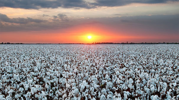 Pamukta ekim alanı devlet desteğiyle arttı