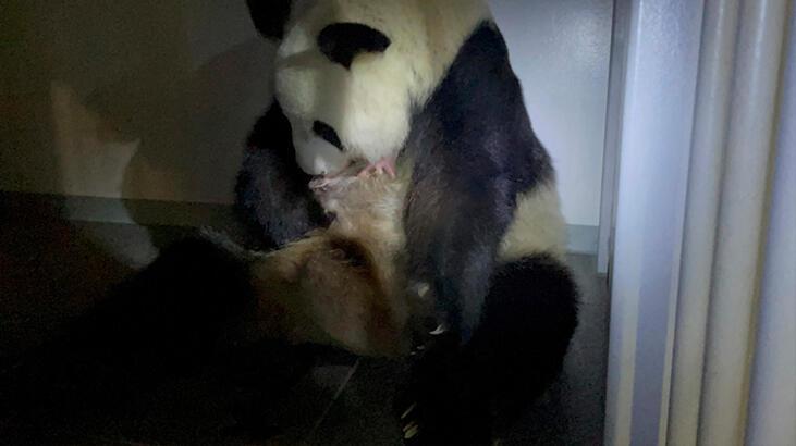 Panda ikiz doğurdu, sevinçten çığlık attılar!