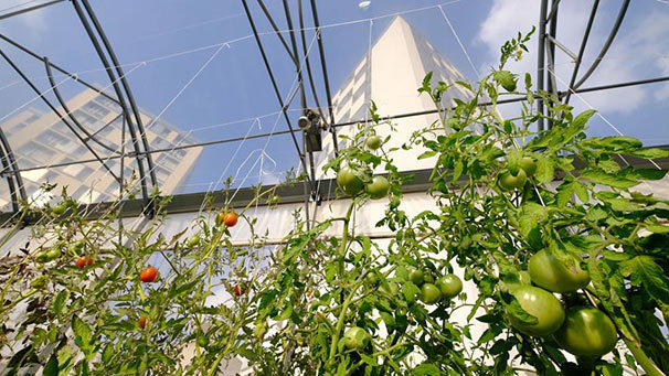 Paris'in çatılarında 'kentsel tarıma' ilgi artıyor