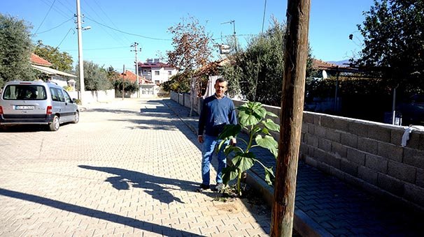 Parke taşın arasından çıkan ayçiçeği şaşırttı