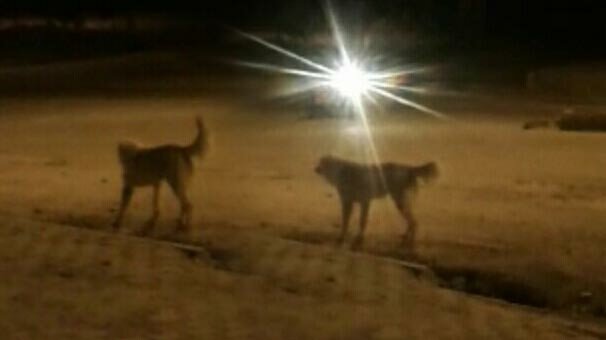 Parkta şoke eden saldırı! 3 çocuk yaralandı...