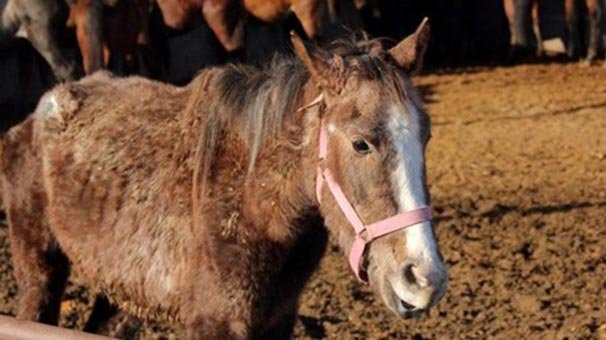 Pes dedirten savunma: 'Yedim ama satmadım'