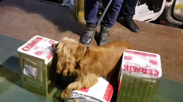 Peynir tenekesinde bulundu! Tam 26 kilo...