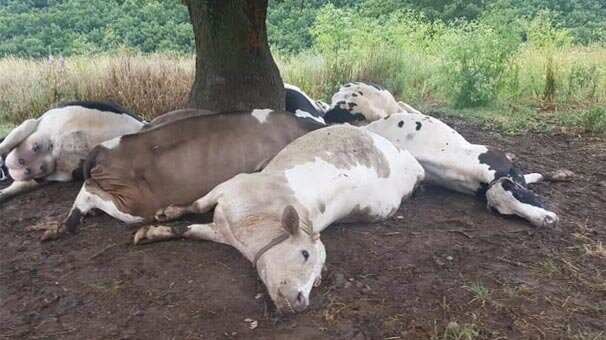 Sahibi bu halde buldu! 8'i gebe 10 inek...