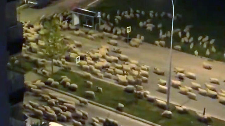 Samsun'da koyun sürüsü, caddeyi kapattı