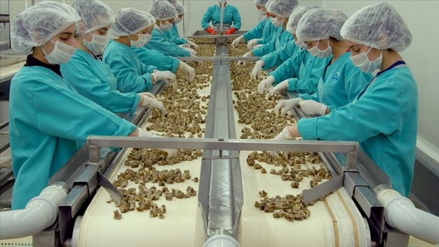 Samsun'dan yapılan hayvansal ürün ihracatı arttı