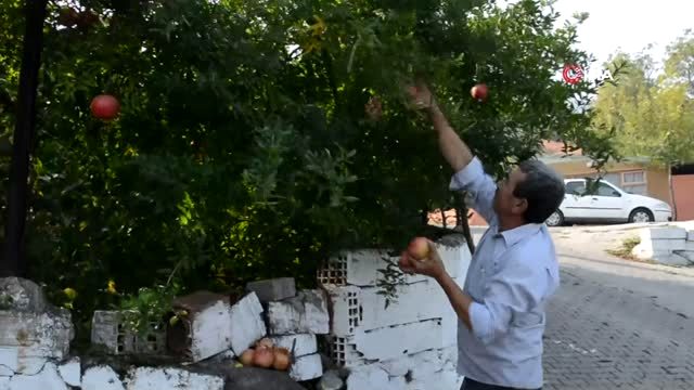 Sanayi kenti Aliağa'da nar ekşisi zamanı