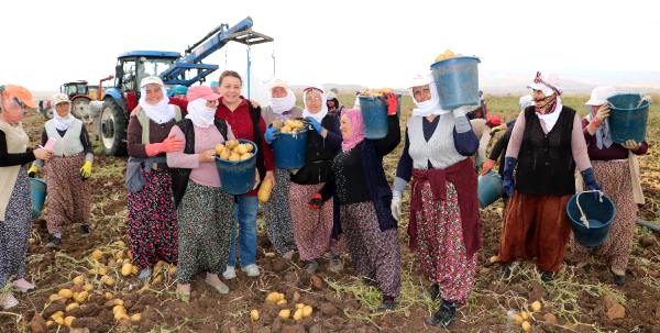 Sandıklı, patateste 200 bin ton rekolte bekliyor