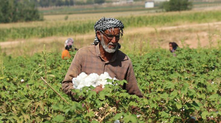 Şanlıurfa'da 'beyaz altın' hasadı başladı