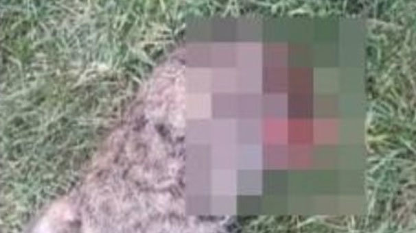 Şanlıurfa'da vahşet! Başı kesilmiş halde bulundu