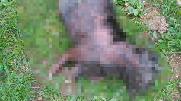 Şanlıurfa'dan sonra bir vahşet haberi de Kocaeli'nden geldi!