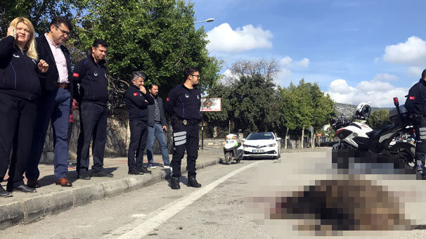 Şehre inen yaban domuzuna araba çarptı