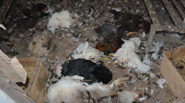 Sinop'ta hayvan saldırısında 70 tavuk telef oldu