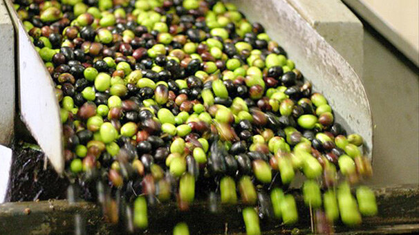 Sofralık zeytinin dörtte biri Almanya'ya ihraç edildi