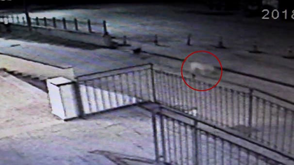 Sokak köpeği tarafından AVM'ye bırakılan bebek cesediyle ilgili flaş gelişme!