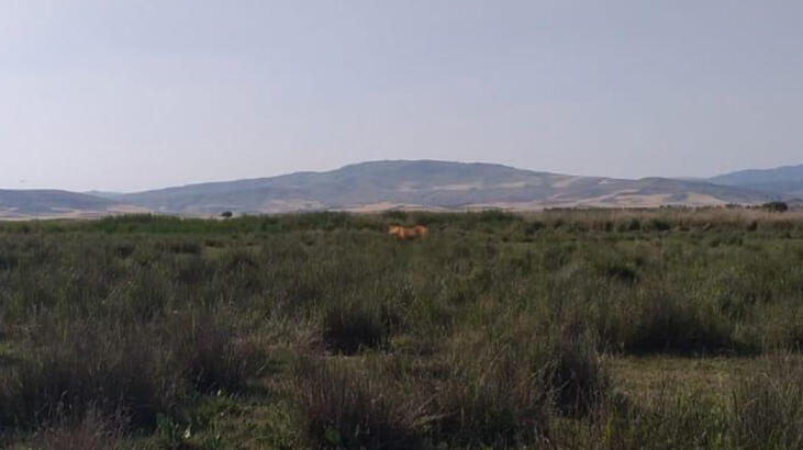 Son dakika: Çorum'da 'aslan görüldüğü' iddiası! Heyecan yarattı