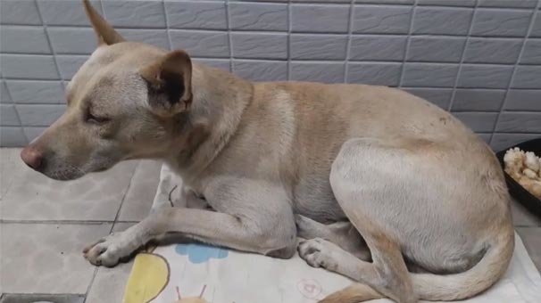 Sosyal medya bu videoyu konuşuyor! 6 aydır oradan ayrılmıyor...