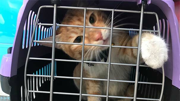 Sosyal medyadaki görüntüleri çok konuşulmuştu! Çalışanlar sahiplendi