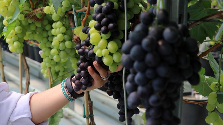 'Spil karası' üzümünde sezonun ilk hasadı yapıldı