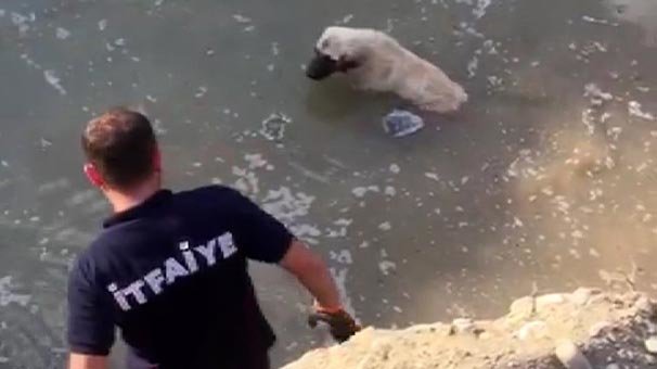 Su dolu çukurda 2 gün mahsur kalan köpeği itfaiye kurtardı