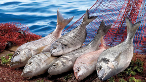 Su ürünleri ve hayvansal mamullerde 2.5 milyar dolar aşıldı