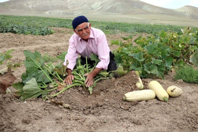Su ve gübre kullanmadan kıraç toprakta ürün yetiştiriyor