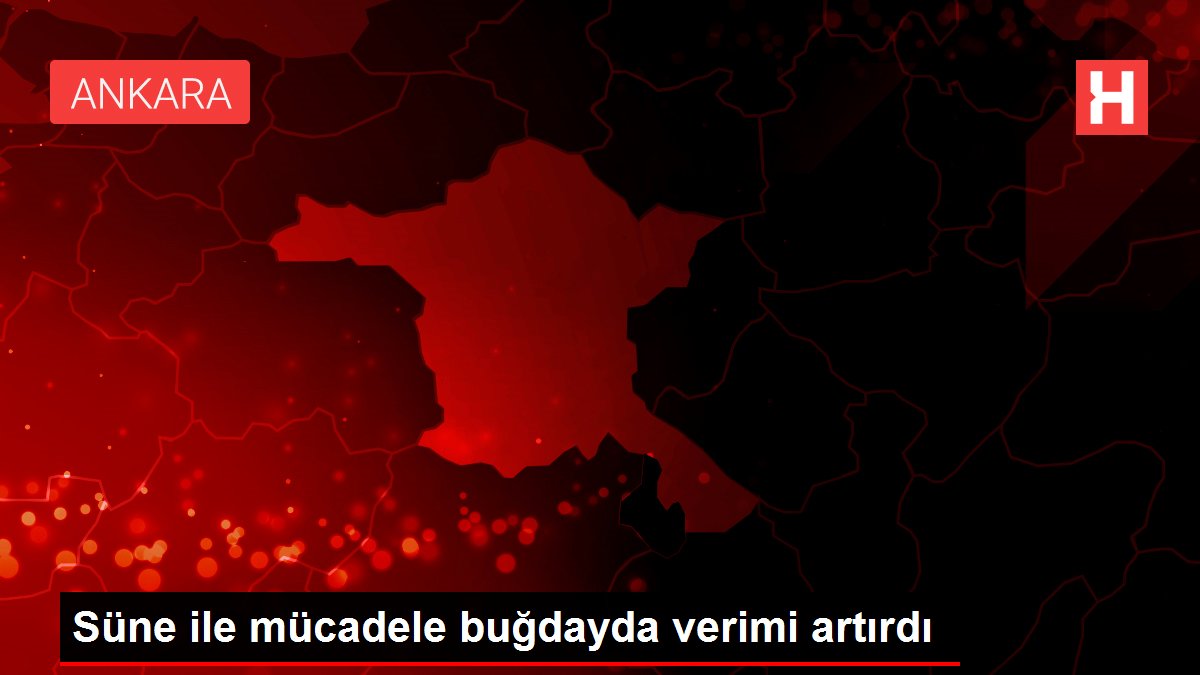 Süne ile mücadele buğdayda verimi artırdı