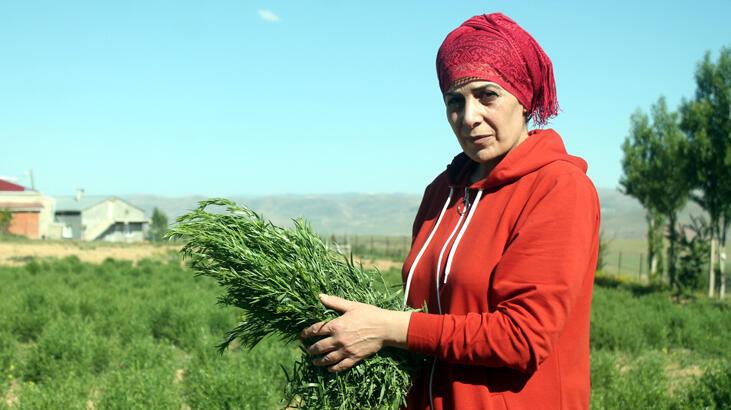 'Tarhun otu' lokum ve dondurmaya aroma oldu