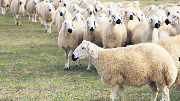 ‘Tarımda şansımızı kullanalım’