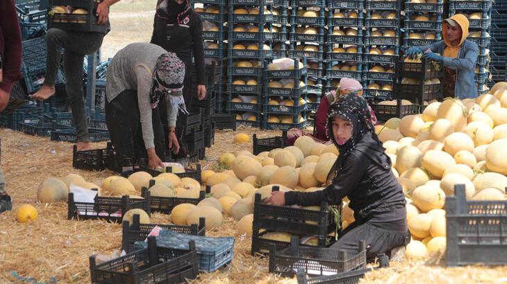 Tarladan 6 TL'ye çıkan kavun, markette 2 katı fiyata satılıyor