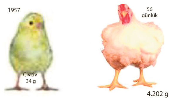 Tavuk tanınamaz hale geldi