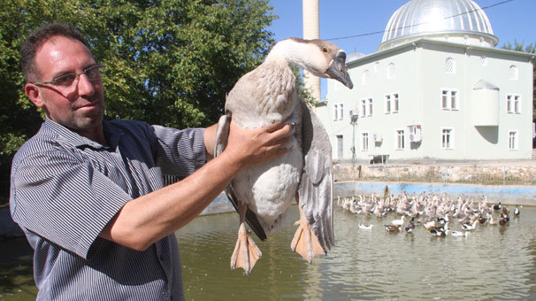 Tavukları telef oldu kaz işine girdi, 3 ayda 30 bin lira kazandı