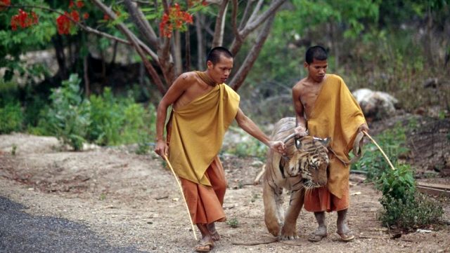 Tayland'da Budist tapınağından kurtarılan 86 kaplan öldü