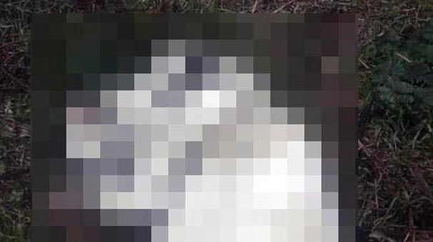 Tecavüze uğradığı iddia edilen kediye otomobil çarptığı belirtildi