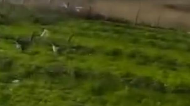 Tek kelimeyle vahşet! Üstüne bir de video çekti...