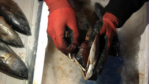 Tek tek içini açtıklarında... Balıkların içinde şok görüntü