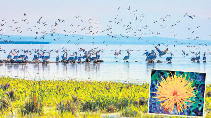 TEMA’dan yeni çevre projesi