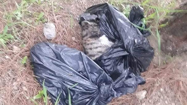 Tesadüfen fark edildi! Çöp poşetinin içinde...