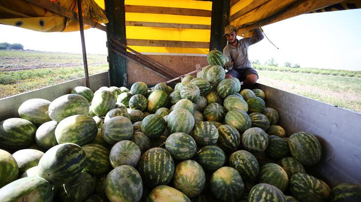 Tescilli Adana karpuzu 8 ülkeye ihraç ediliyor