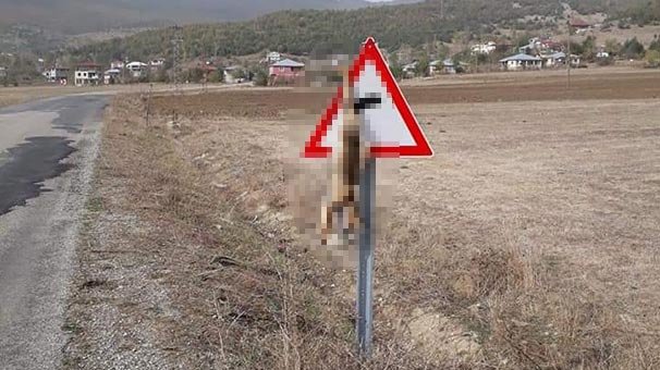 Tilkiyi öldürüp trafik levhasına astılar