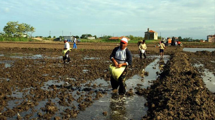 TMO çeltik alım fiyatlarını açıkladı