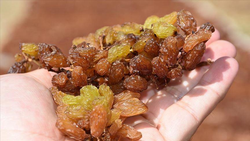 TMO'dan kuru üzüm üreticisine 15 milyon liralık ödeme