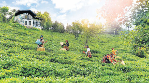 ‘Toprak yoksa çay yok’