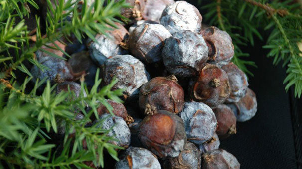 Toroslar’ın şifa kaynağı Andız pekmezi